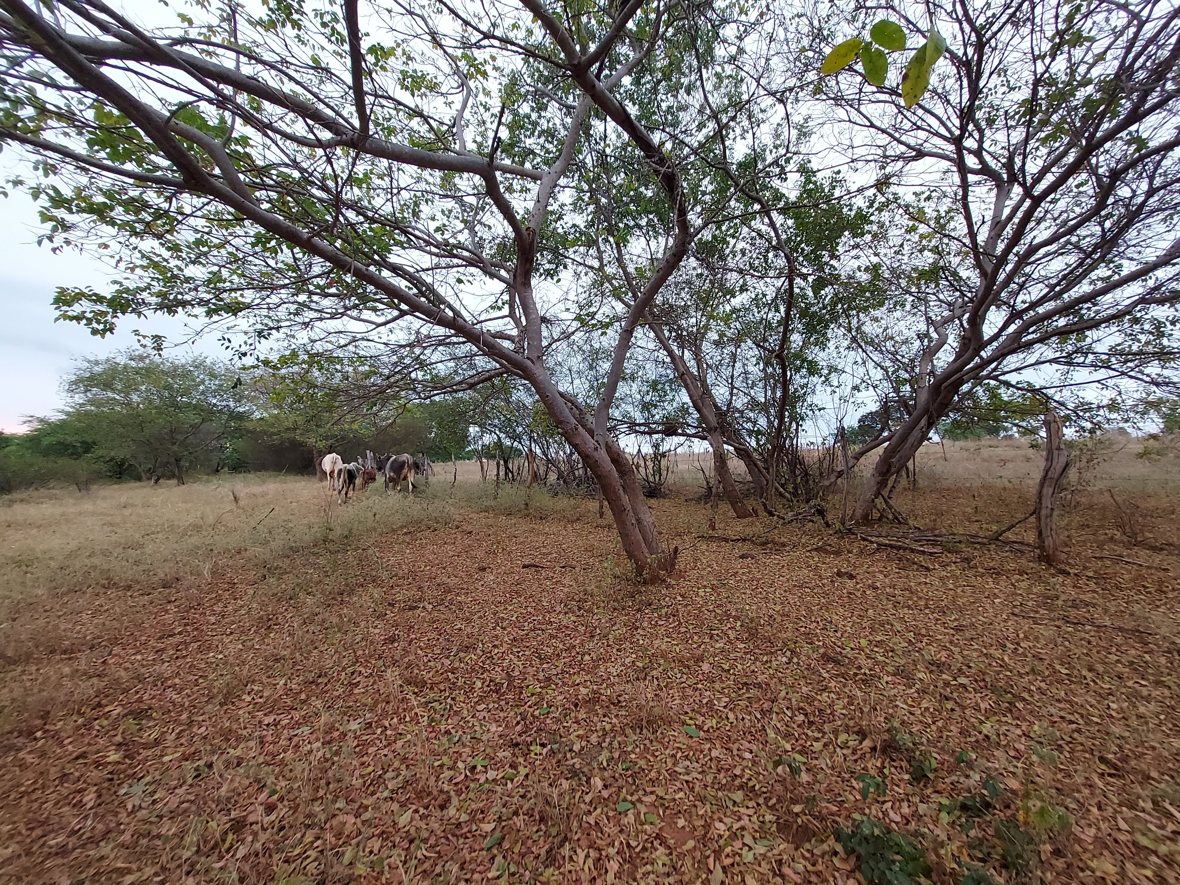 Sertão 4